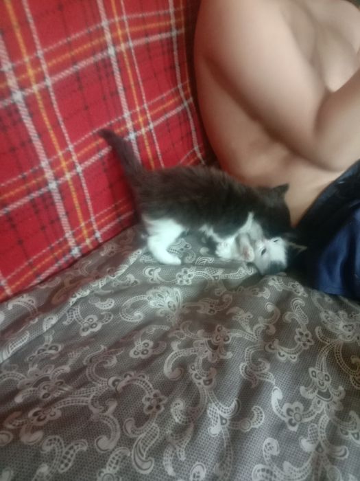 Котята ищут своих хозяев