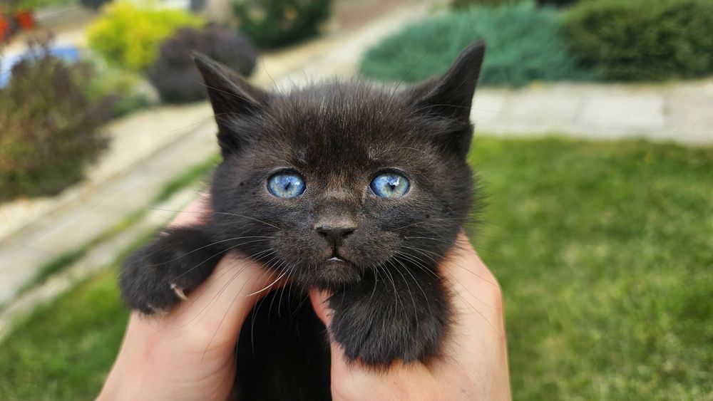 котята шотландские чистокровные