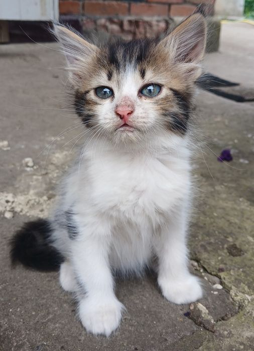 Віддаємо даром милих кошенят