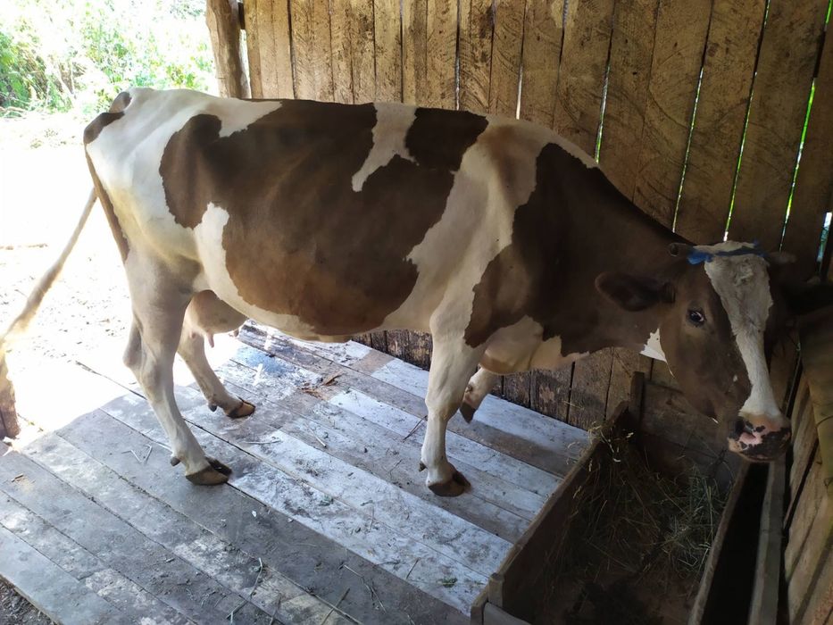 Продам корову 8 років