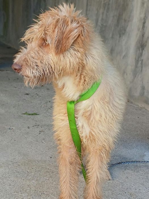 Zeus para adoção muito responsável