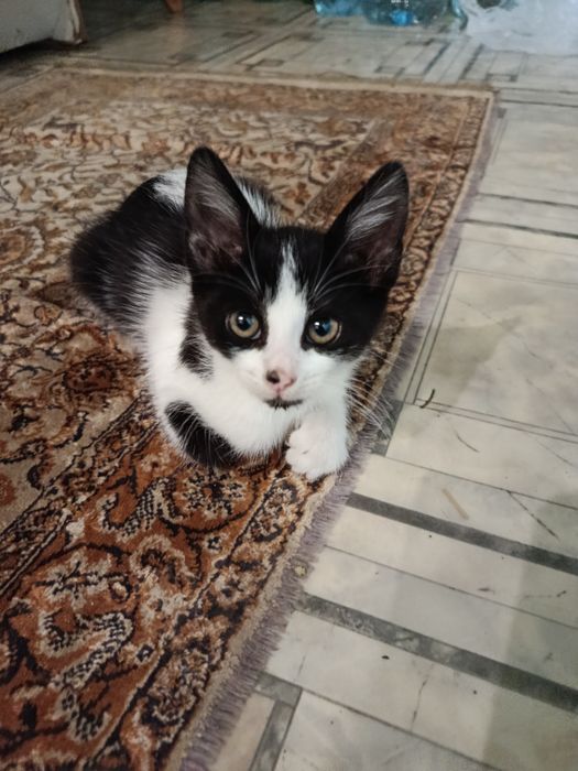 Отдам в добрые руки кошечка 2 месяца