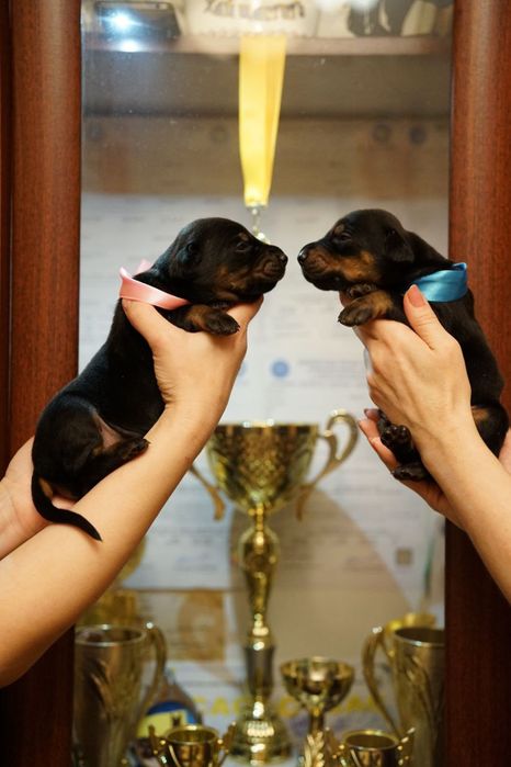 Щенки добермана бронь