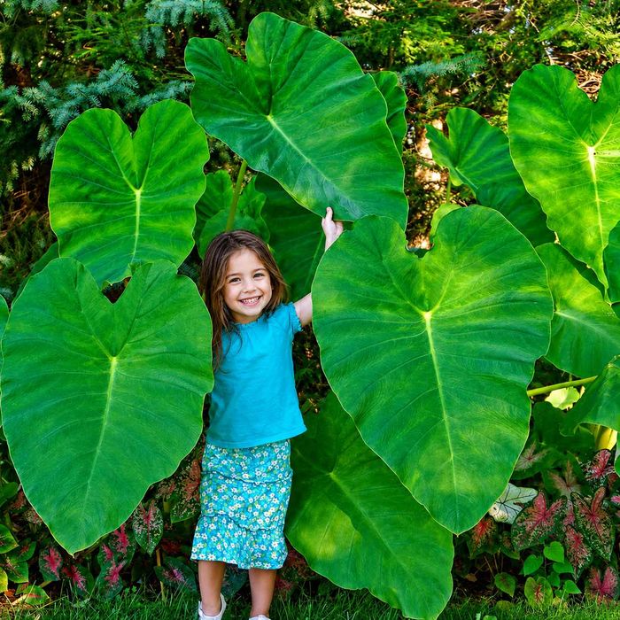Planta Colocasia