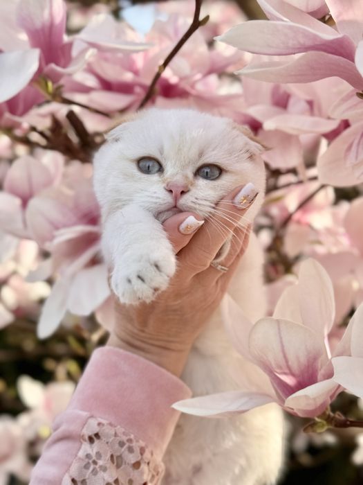 Хлопчик золота шиншилла пойнт