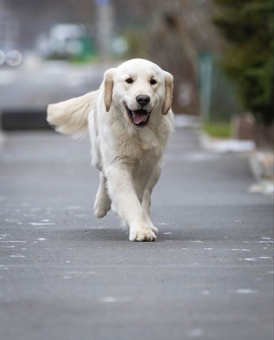 Щенок золотистого ретри-вера | КСУ | Документы | Отличное здоровье