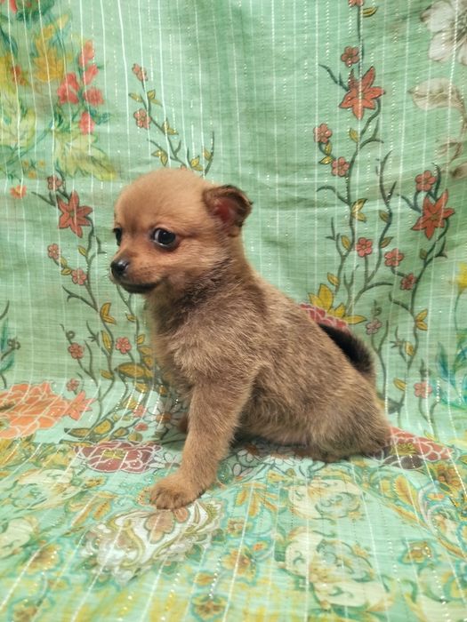 Дівчинка Міні Той тер'єр.