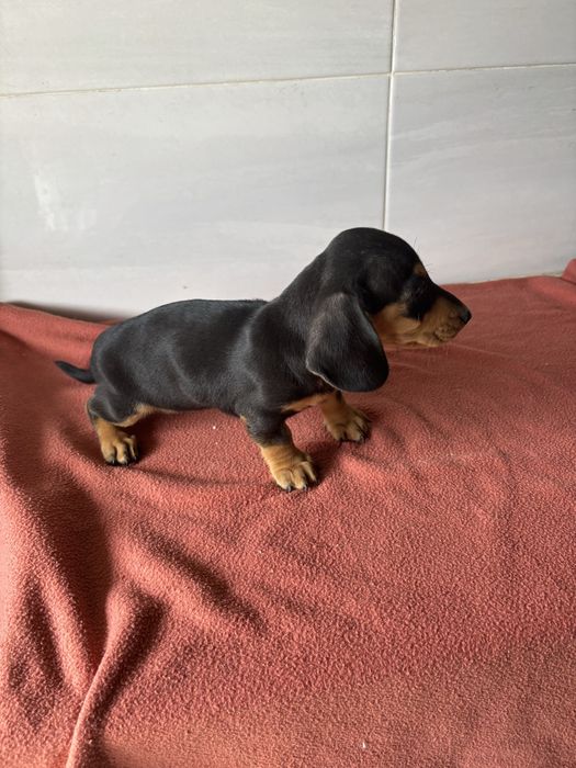 Teckel femea miniatura pelo curto