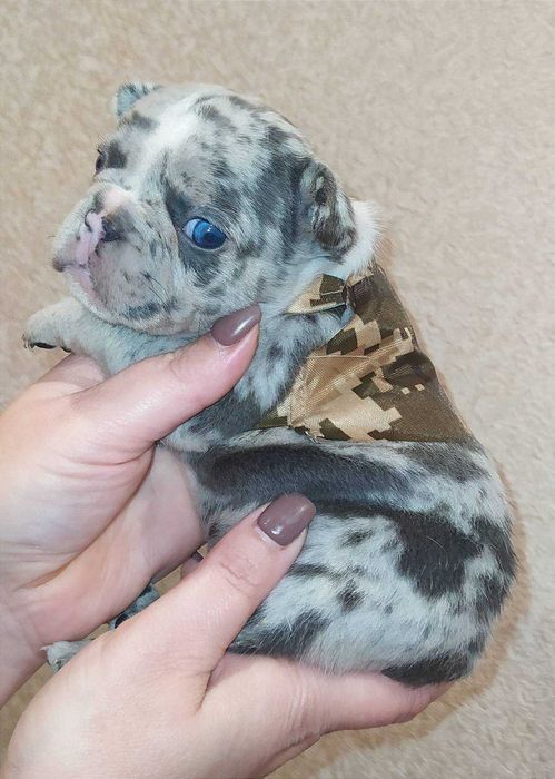 Французький бульдог в'язка Ізабелла Тан