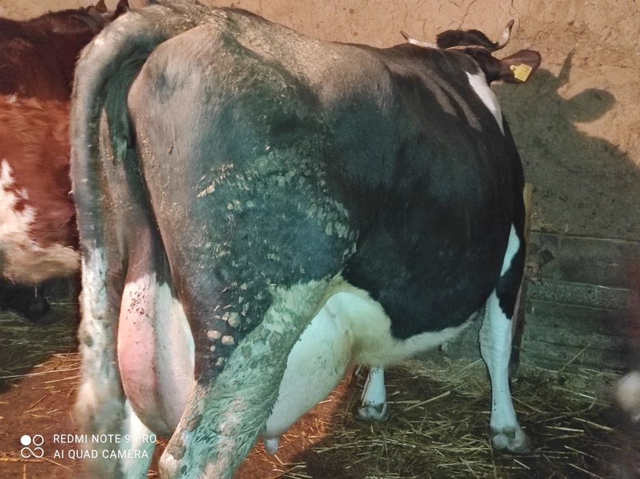 Продам корову на хозяйство