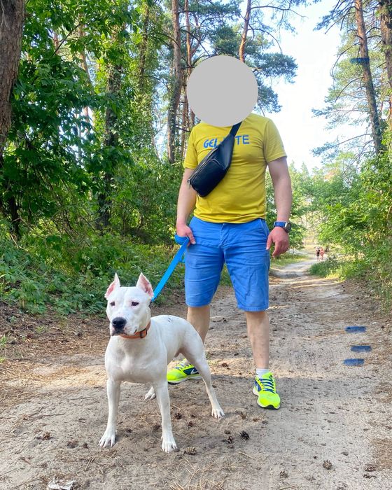 Американский стаффордширский терьер ( амстаф , стаффорд ) отдам