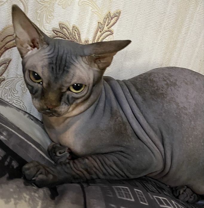 Шикарный Канадский сфинкс в типе «Bully-type cat» в поисках невесты!