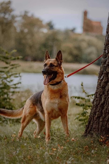 Bari w typie owczarka niemieckiego do adopcji