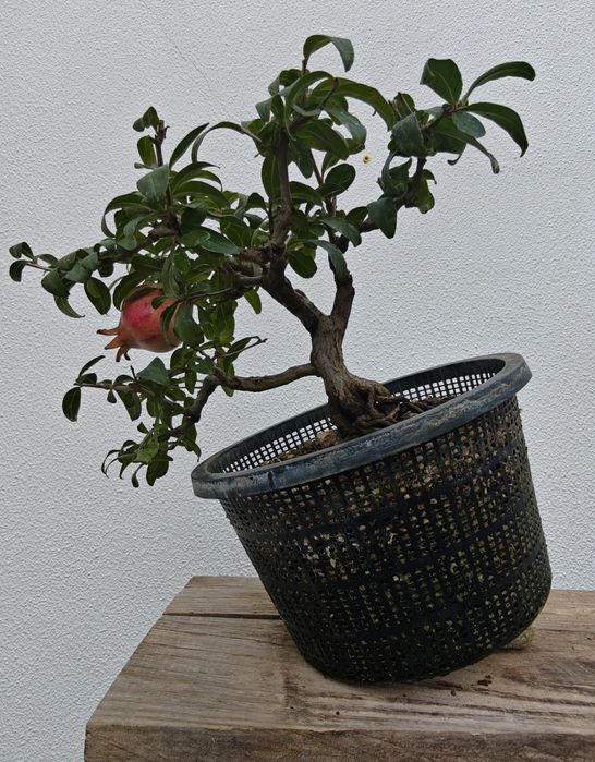 Romanzeira Bonsai