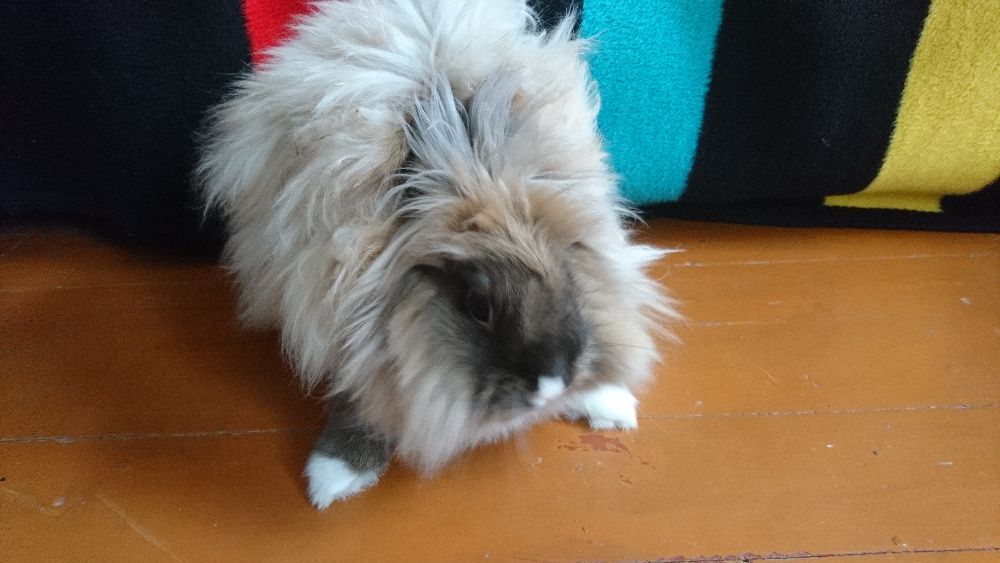 Шерсть кролика породы львиная головка