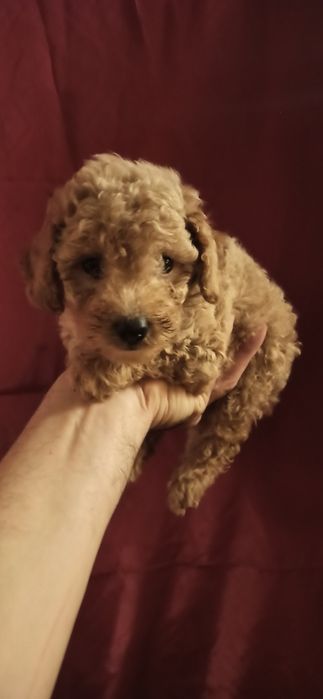 Мальчик той пуделя