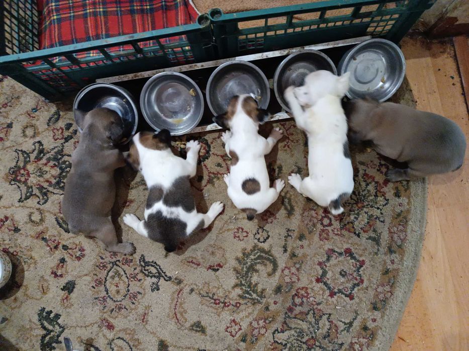 Малыши крепыши ждут новую семью.