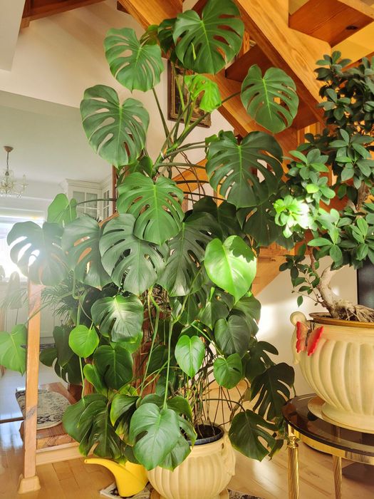 Kwiat Monstera Deliciosa Gigant ponad 2m, rzadki egzemplarz, piękna