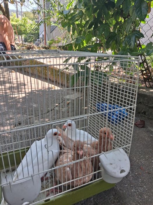 2 casais pomba marinhotas