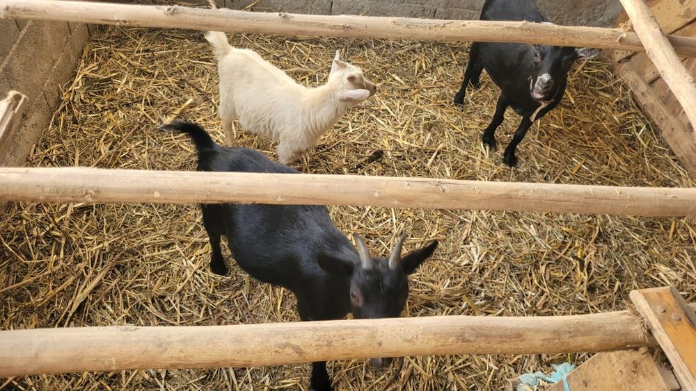 Cabras anãs e cabritos