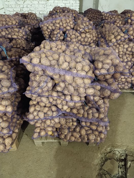Продам картоплю АРІЗОНА  МЕРЕЖЕВА ЯКІСТЬ