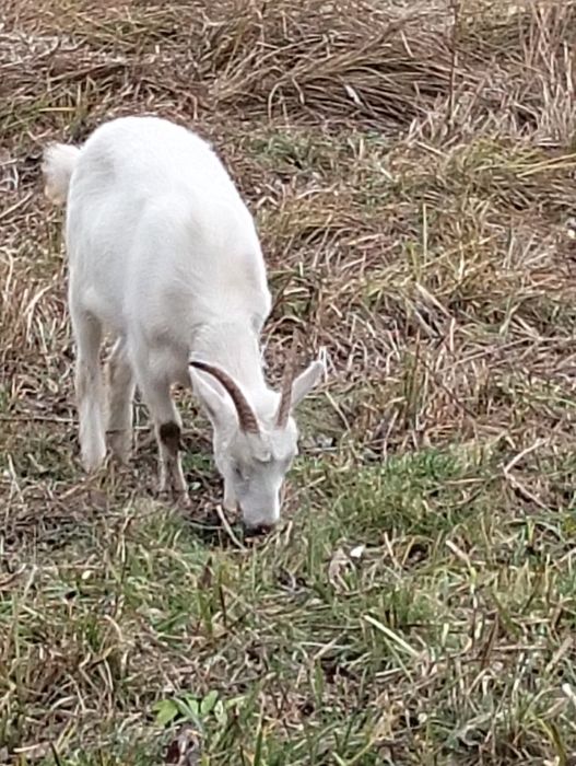 Продам молодих кізок!