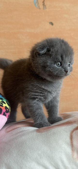 Чистокровные британцы