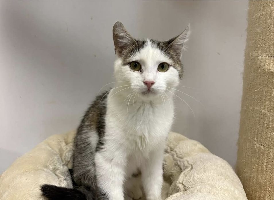 5 miesìęczny kociak szuka domu