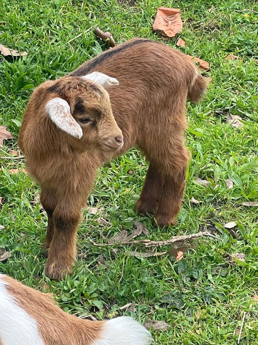 Cabras a fazer 6 meses