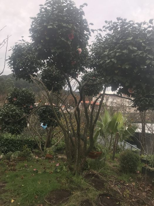 Camelia rara grande a dar flor 2 vezes ao ano