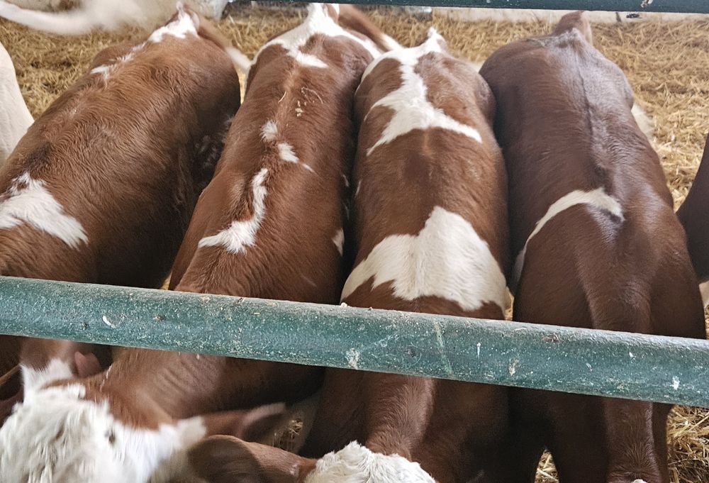 Byczki Simentale 60/130 kg