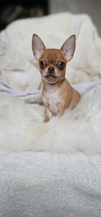 Красотка девочка чихуахуа КСУ