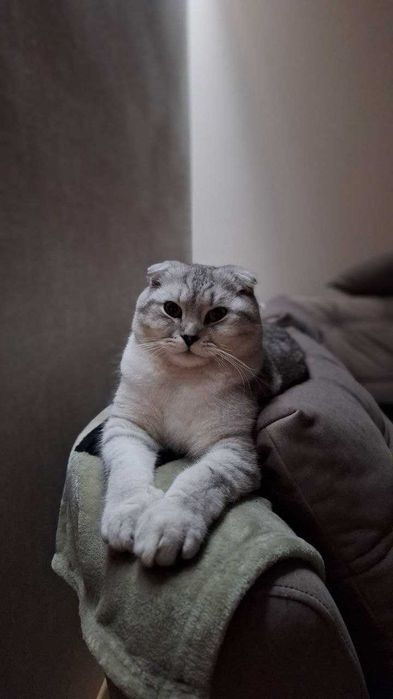 Шотландський висловухий котик для в'язки