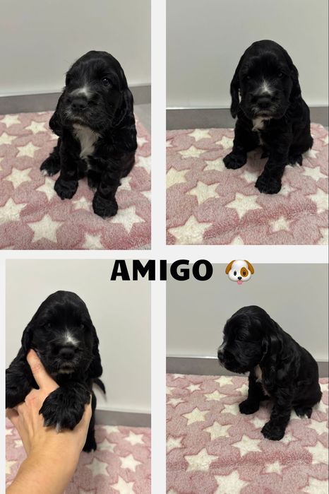 Piesek cocker spaniel