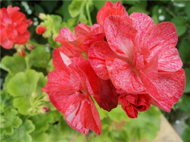 Пеларгонии сортовые