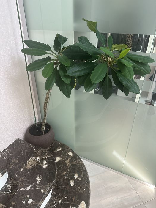 Кімнатні рослини