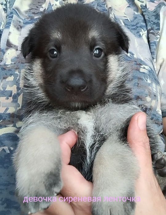 Девочки ВЕО с документами КСУ.