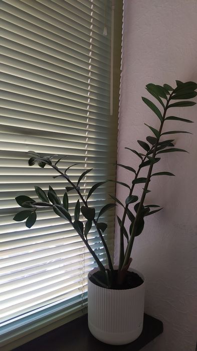 доларове дерево вазон