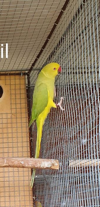 11 Casais adultos Ring neck lote