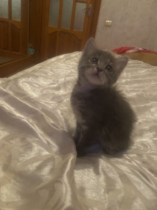 Радость в дом к деткам