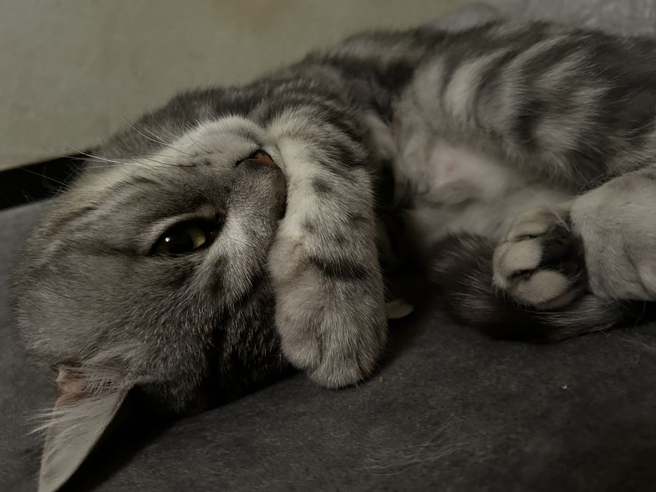 Вязка кота!Породистый