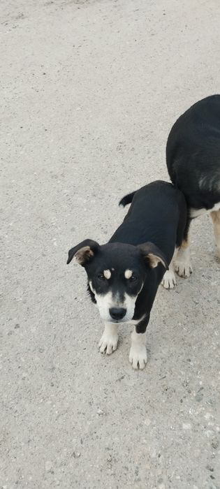 Отдам в хорошие руки  щенков
