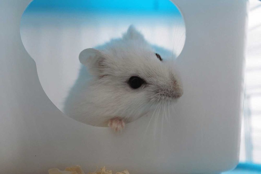 Роскошные джунгарские хомячки, белоснежного окраса, хомячата, хомяки