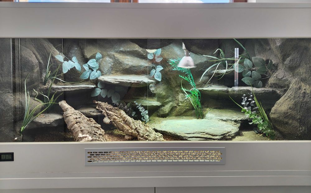 Terrarium z szafką oraz agama brodata -kompletny zestaw