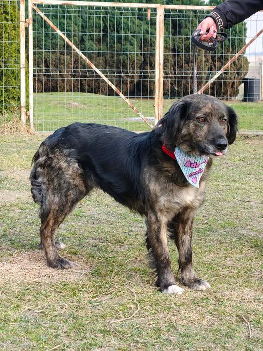 Młoda suczka do adopcji