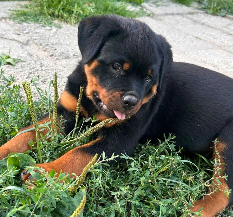 Rottweiler piękna sunia FCI