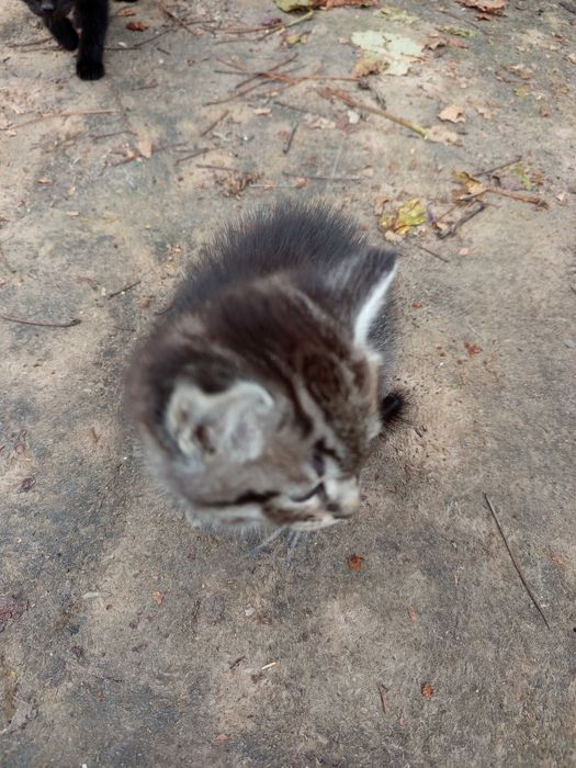 Срочно отдам котят добрым людям!