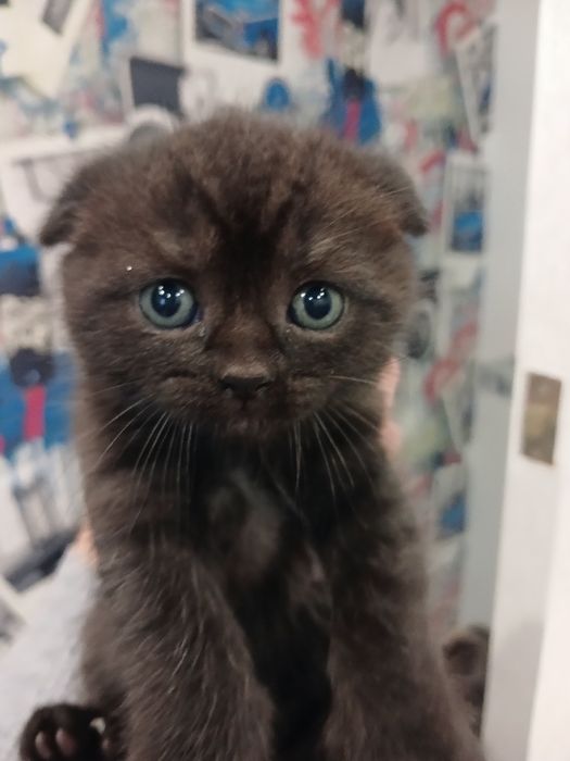 Продам кошенят...