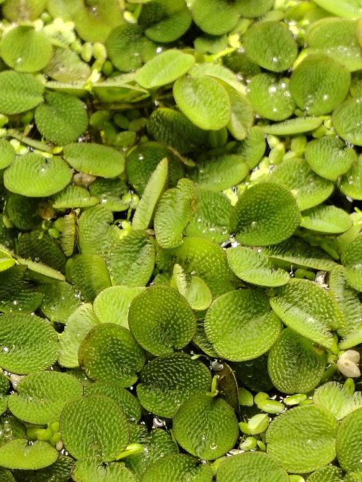 Salvinia Natans roślinka pływająca do akwarium i oczka wodnego roślinki