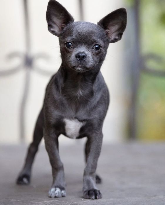 Міні хлопчик чіхуахув